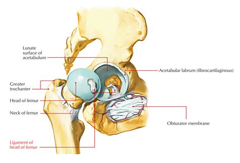 Easy Notes On 【Hip Joint】Learn in Just 4 Minutes!