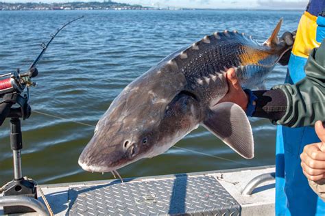 Discover The Largest White Sturgeon Ever Caught in Idaho - A-Z Animals