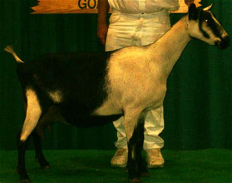 Breeds of Dairy Goats - Alpine