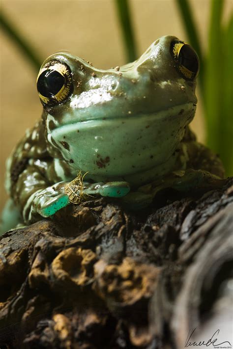 Amazon Milk Frog #02 by vetchyKocour on DeviantArt