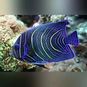 Koran Angelfish - Tropical Live Fish Store