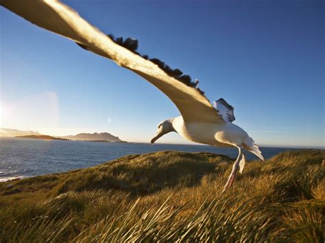 Sea Birds UK 13 Most Common Types Of UK Seabirds Pierdom, 55% OFF