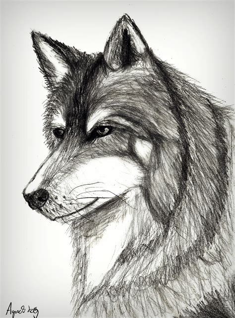 Wolf Pencil Sketch Drawing