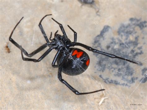 Are Black Widows Poisonous To Dogs