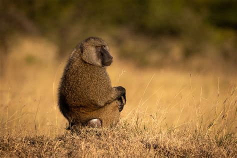 Olive Baboon Facts & Info: A Guide to the Skilled African Foragers