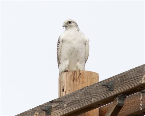 Gyrfalcon Fact Sheet – HawkWatch International