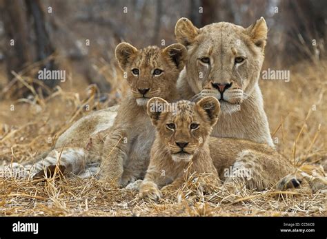 Lioness And 2 Cubs