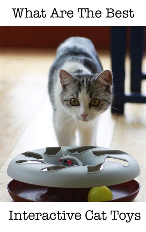 The Best Interactive Cat Toys For Your Clever Active Kitty