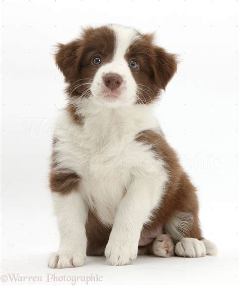 Dog: Cute chocolate Border Collie puppy, 7 weeks old photo WP40790