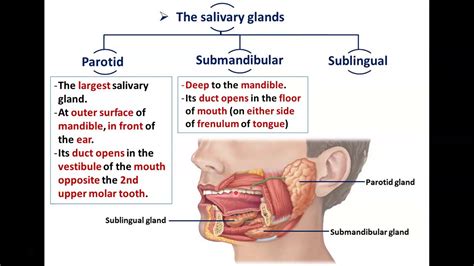 Parotid Gland Anatomy