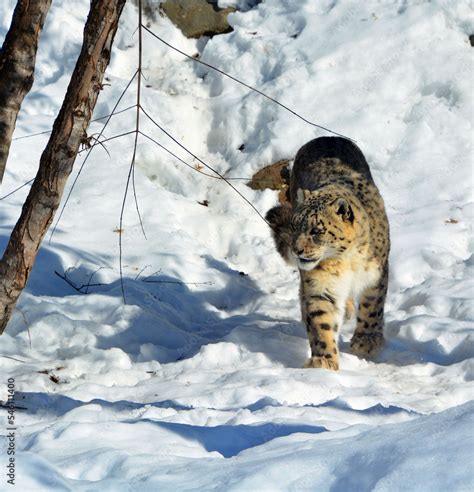 The snow leopard is a large cat native to the mountain ranges of ...