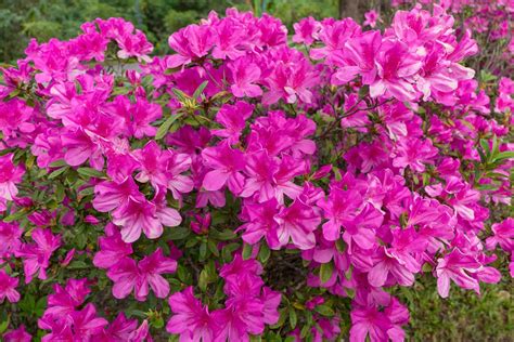 Chris Lee's Must-Have Small Flowering Shrubs For Easy Gardening ...