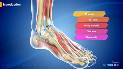 Foot and Ankle Anatomy Video | Foot & Ankle