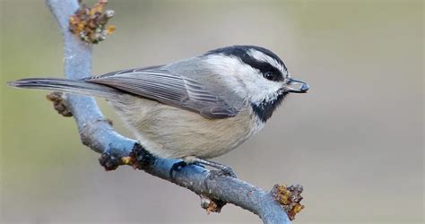 Mountain Chickadee Identification, All About Birds, Cornell Lab of ...