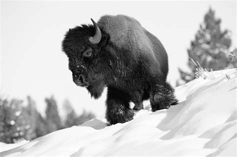 “Portraits of Bison in Black and White” – Collection of Fine Art Prints