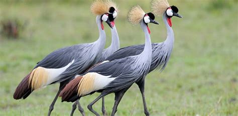 Uganda’s National Bird ( Features in the country’s flag and coat of ...