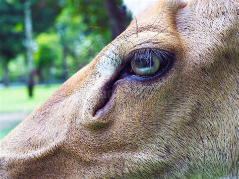 Close Up Eye of Eld`s Deer. Stock Image - Image of long, forrest: 160614157