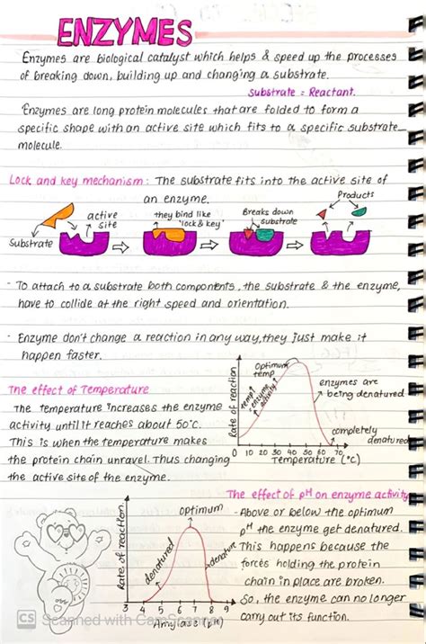 GCSE Biology: Enzymes in 2024 | Biochemistry notes, Learn biology ...