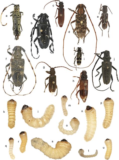 Insect Larvae Identification Chart