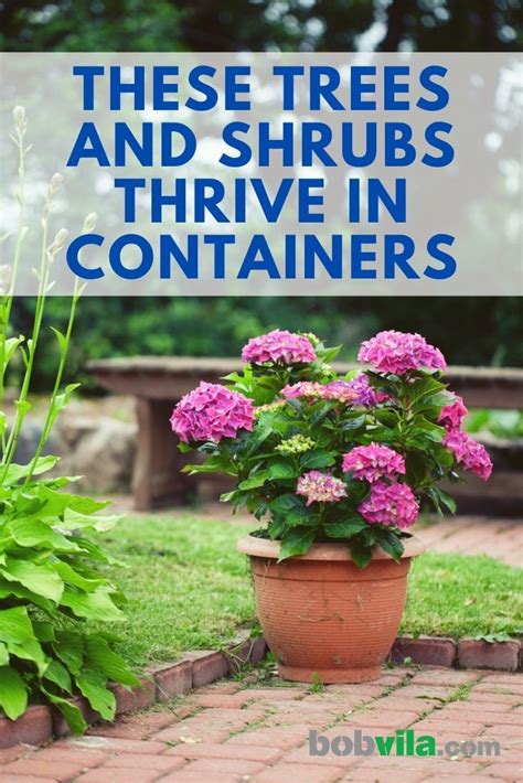 These trees and shrubs thrive in containers – Artofit