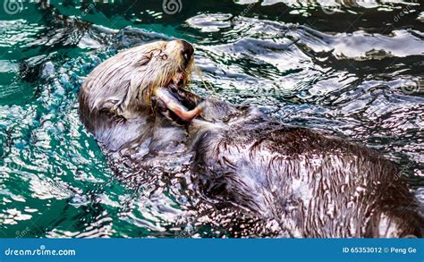 Sea Otter Feeding stock photo. Image of otter, america - 65353012