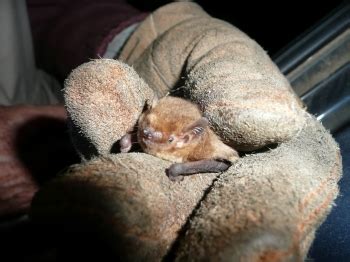 Bat - Nathusius Pipistrelle - Let's Go Wild