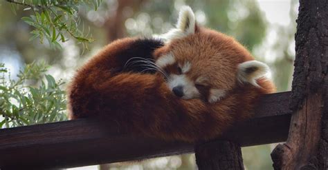 Red Panda Sleeping on Handrail · Free Stock Photo