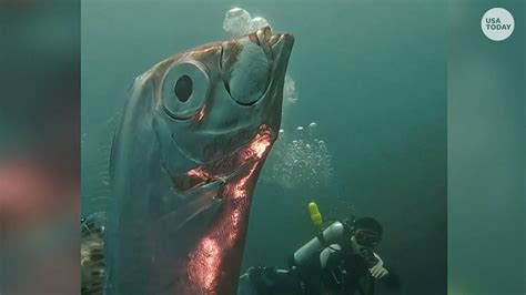 Silver oarfish with holes in its body surprises divers