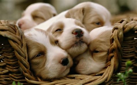 Cute Dogs And Puppies Wallpapers - Wallpaper Cave