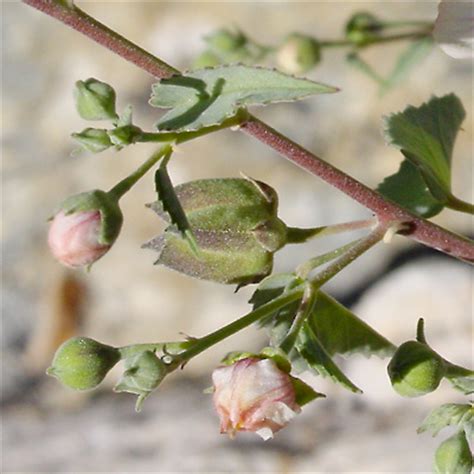 Abutilon incanum - Pelotazo, Hoary Abutilon - Southeastern Arizona ...