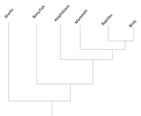 Tiger Shark Classification Chart