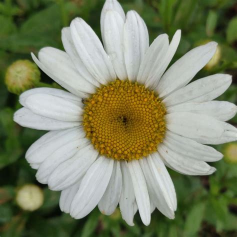 Shasta Daisy by Shell Gardens Flowers