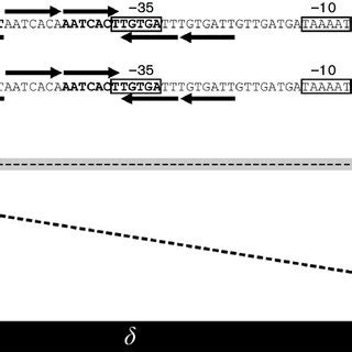 Scheme of d-! intergenic regions. Sequences located between the d and ...