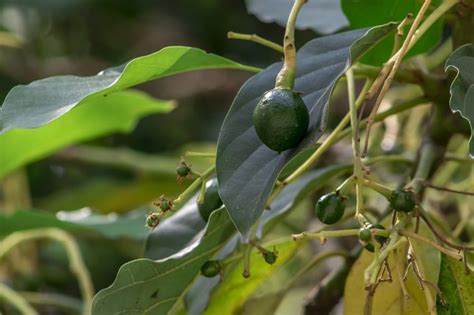 When Will an Avocado Tree Start to Bloom? | Hunker