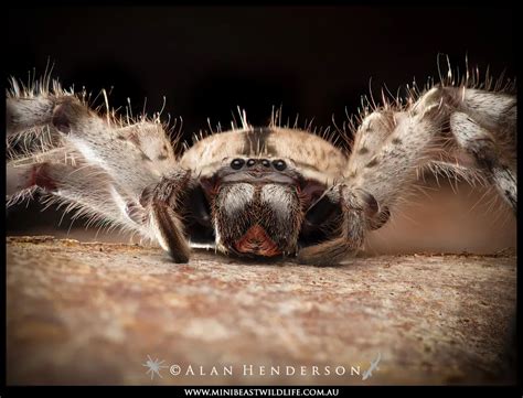 Giant Australian Huntsman Spider