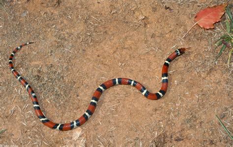 Scarlet Kingsnake Facts and Pictures