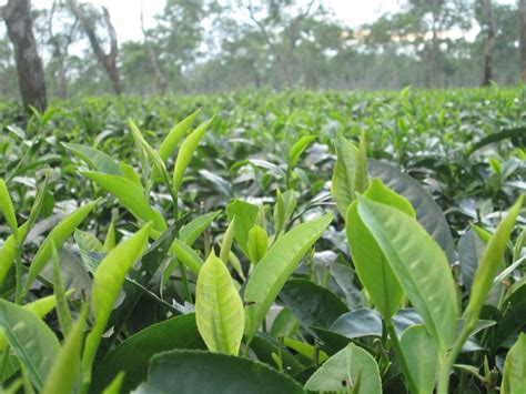 Assam Tea’s popularity all over the World – Namhah