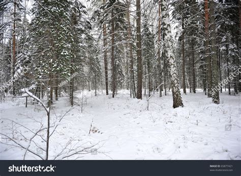 Winter Forest In Siberia Stock Photo 65877421 : Shutterstock