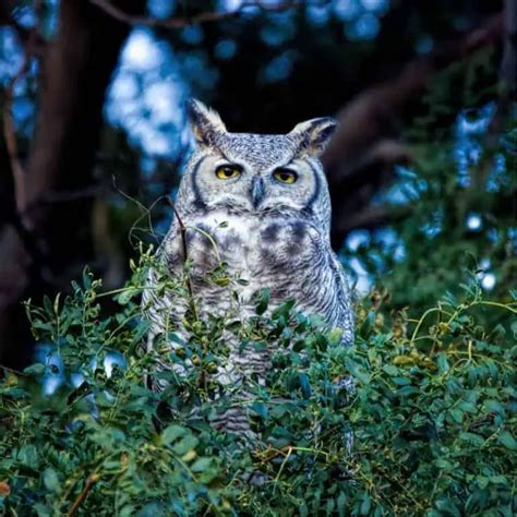 Owls in Kansas (8 Species with Pictures) - Wild Bird World