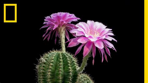 Time-Lapse: Beautiful Cacti Bloom Before Your Eyes | Short Film ...