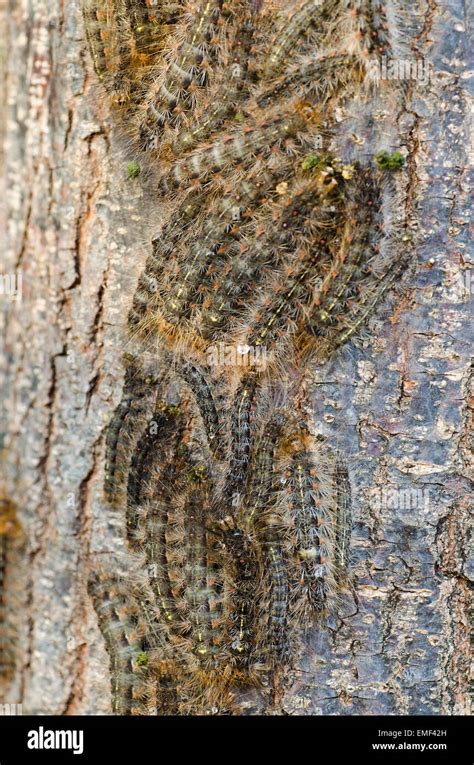 White Cedar Moth caterpillars on the bark of the White Cedar Stock ...