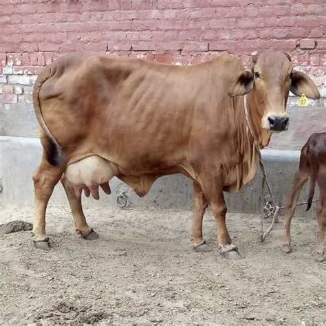 Haryana Sahiwal Cow at Best Price in Karnal, Haryana | Sahiwal Dairy Farm