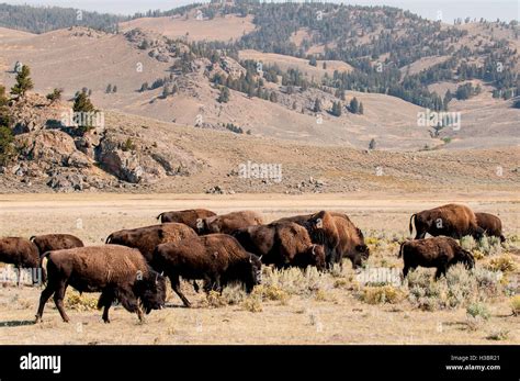 Bison buffalo (Bison bison) herd in Lamar Valley, Yellowstone National ...