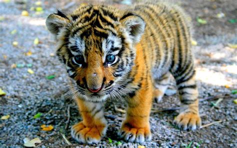 tigre bebe - Buscar con Google | Felinos | Pinterest