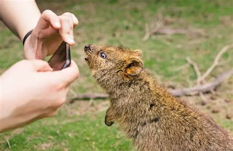 Quokka - Description, Habitat, Image, Diet, and Interesting Facts