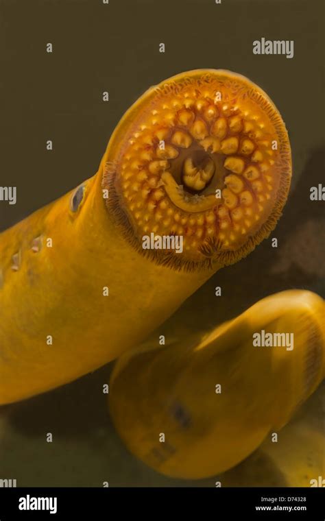 Sea lamprey (Petromyzon marinus), Cayuga Lake, New York, parasitic ...