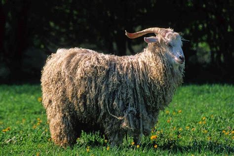 Angora Goat Info, Color, Origin, Uses, and Pictures