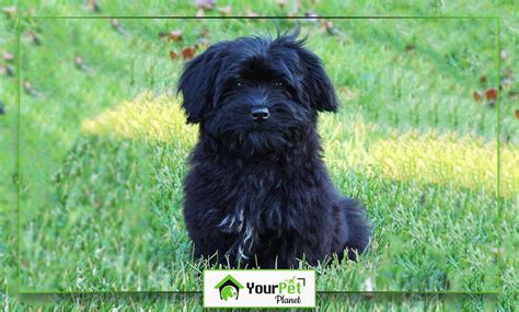 Black Maltese Dog Breed Information, Traits, Puppy, Health Issues