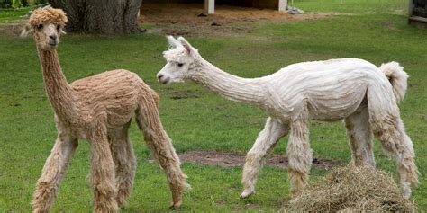 Alpaca | Smithsonian's National Zoo