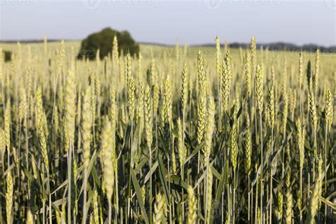 agriculture for food production 9508942 Stock Photo at Vecteezy